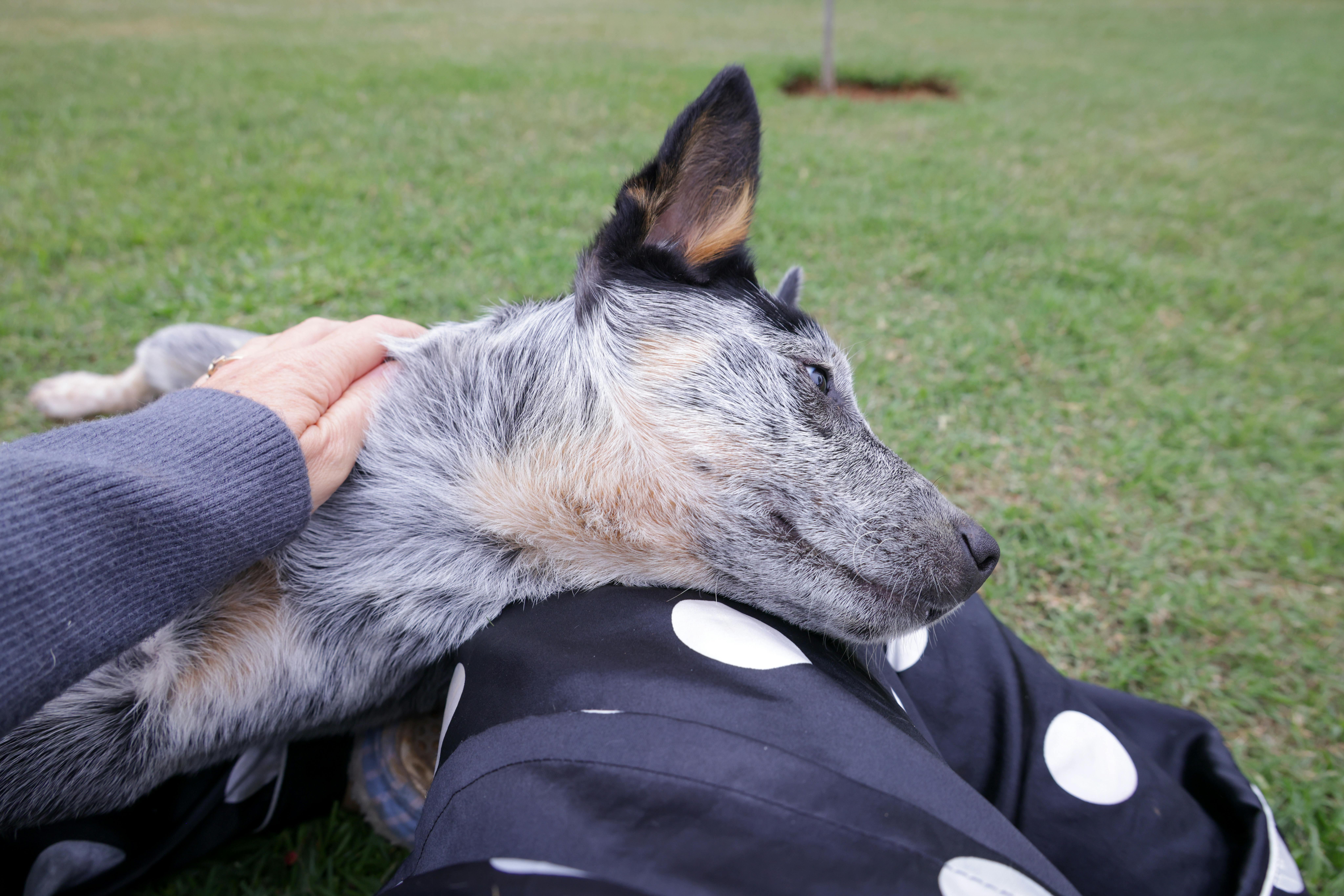 Australian Cattle Dog