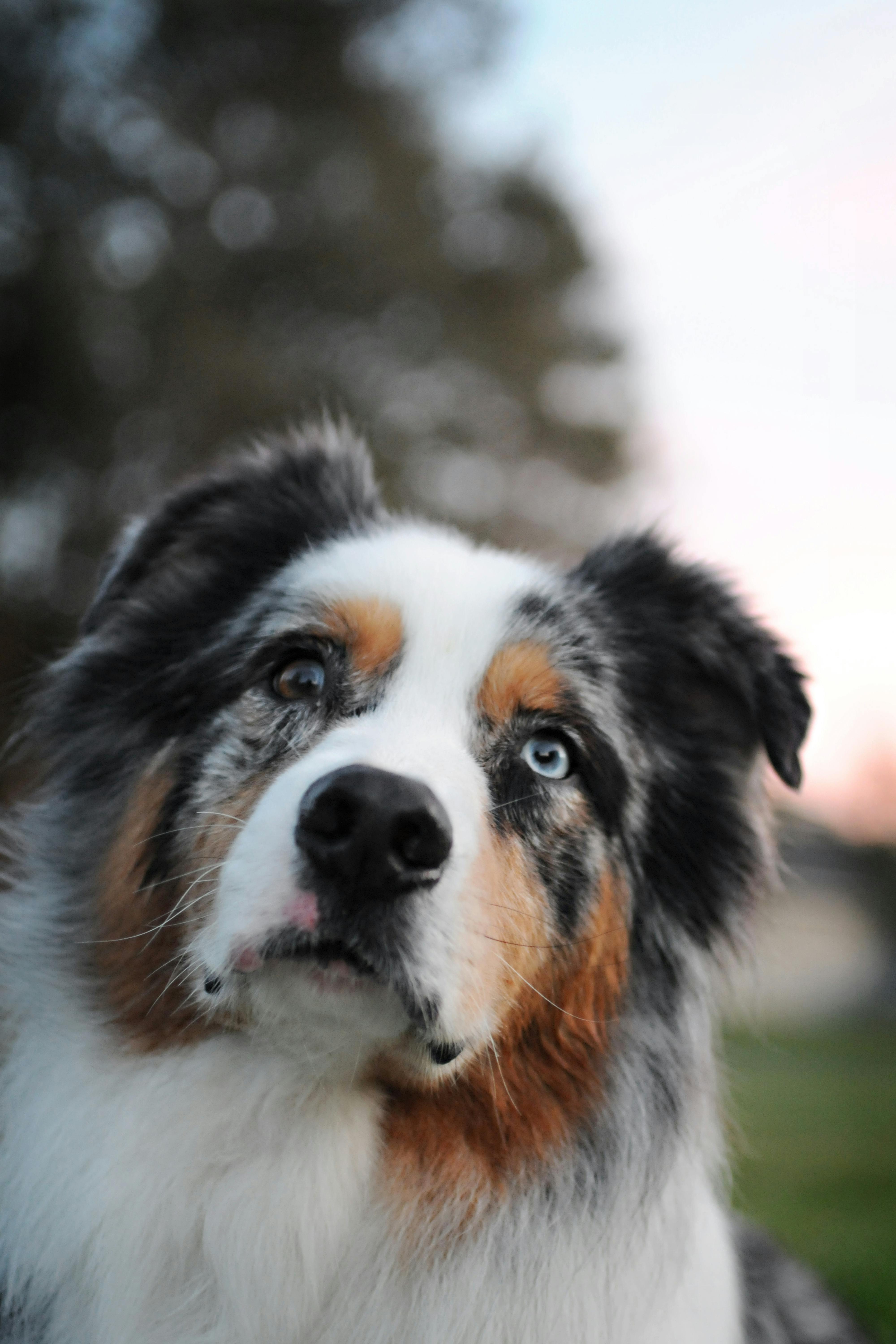 Australian Shepherd