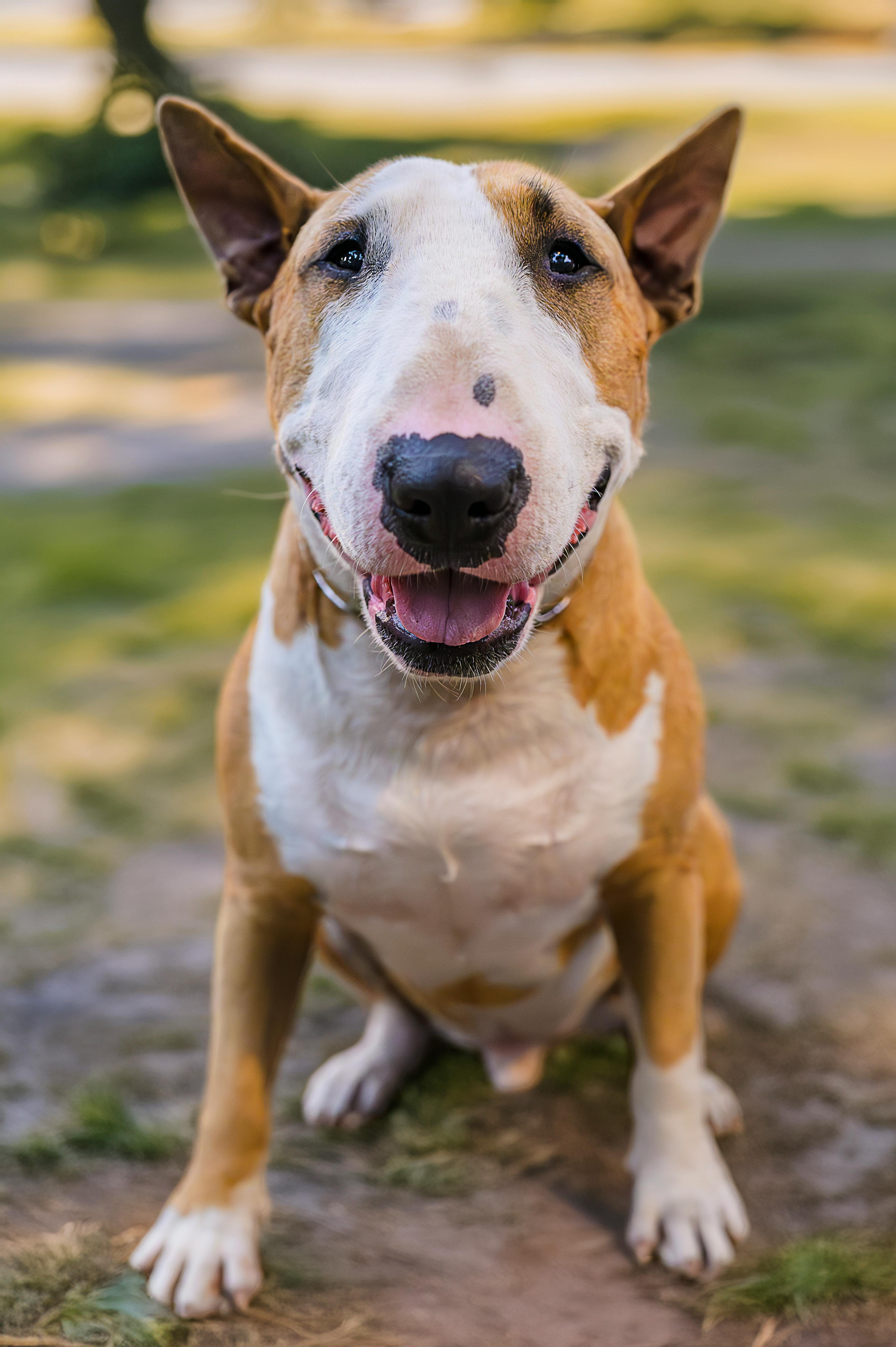 Bull Terrier dog breed