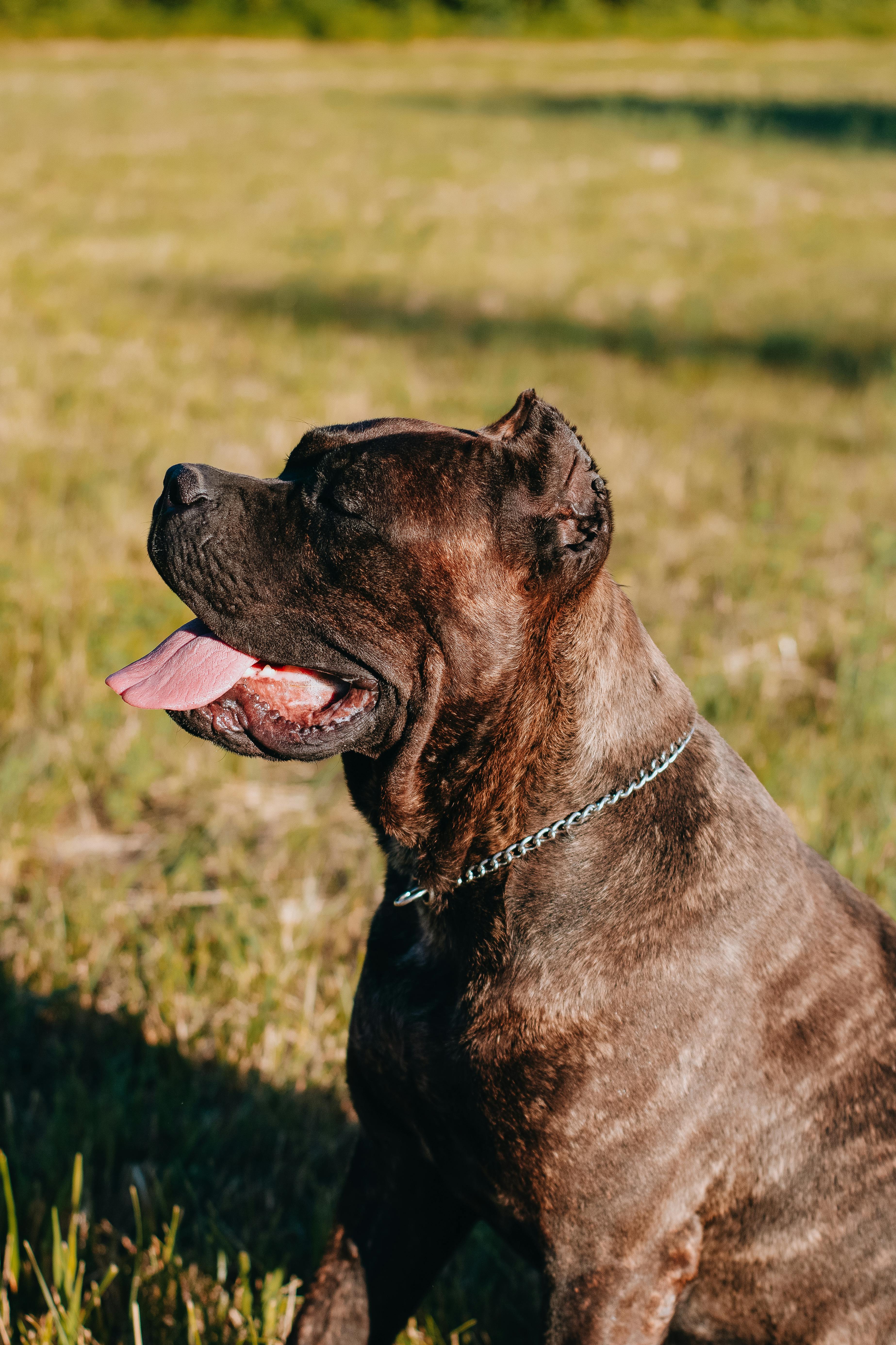 Cane Corso dog breed