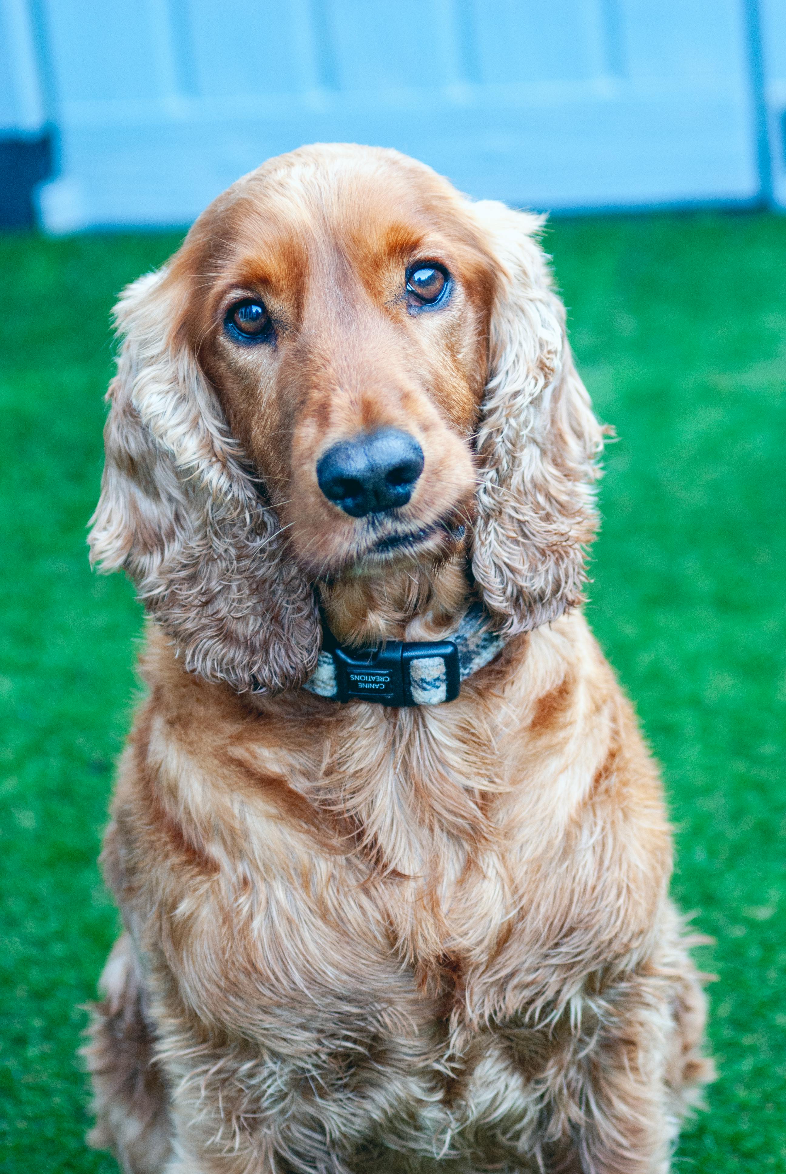 Cocker Spaniel dog breed