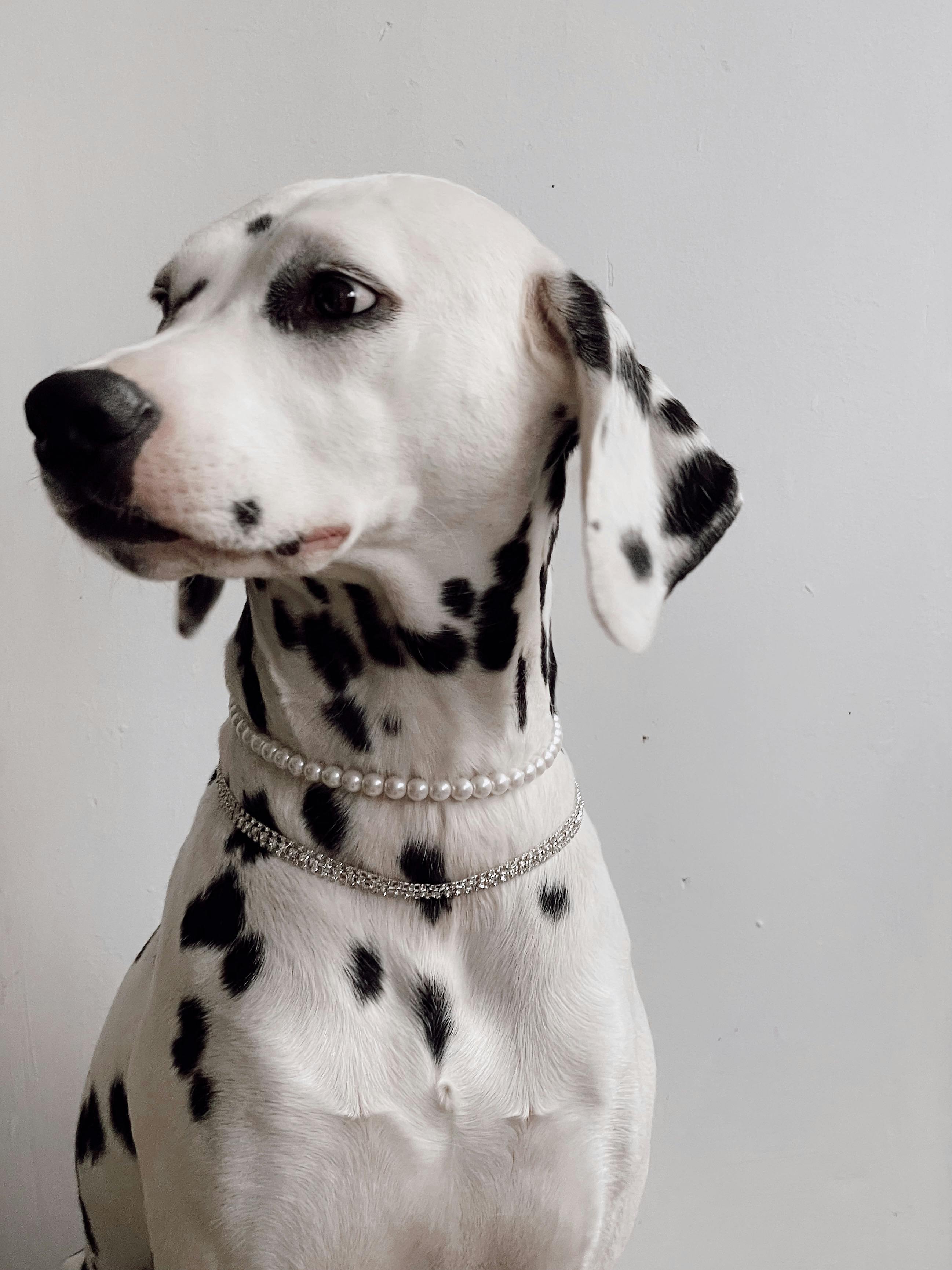 Dalmatian dog breed