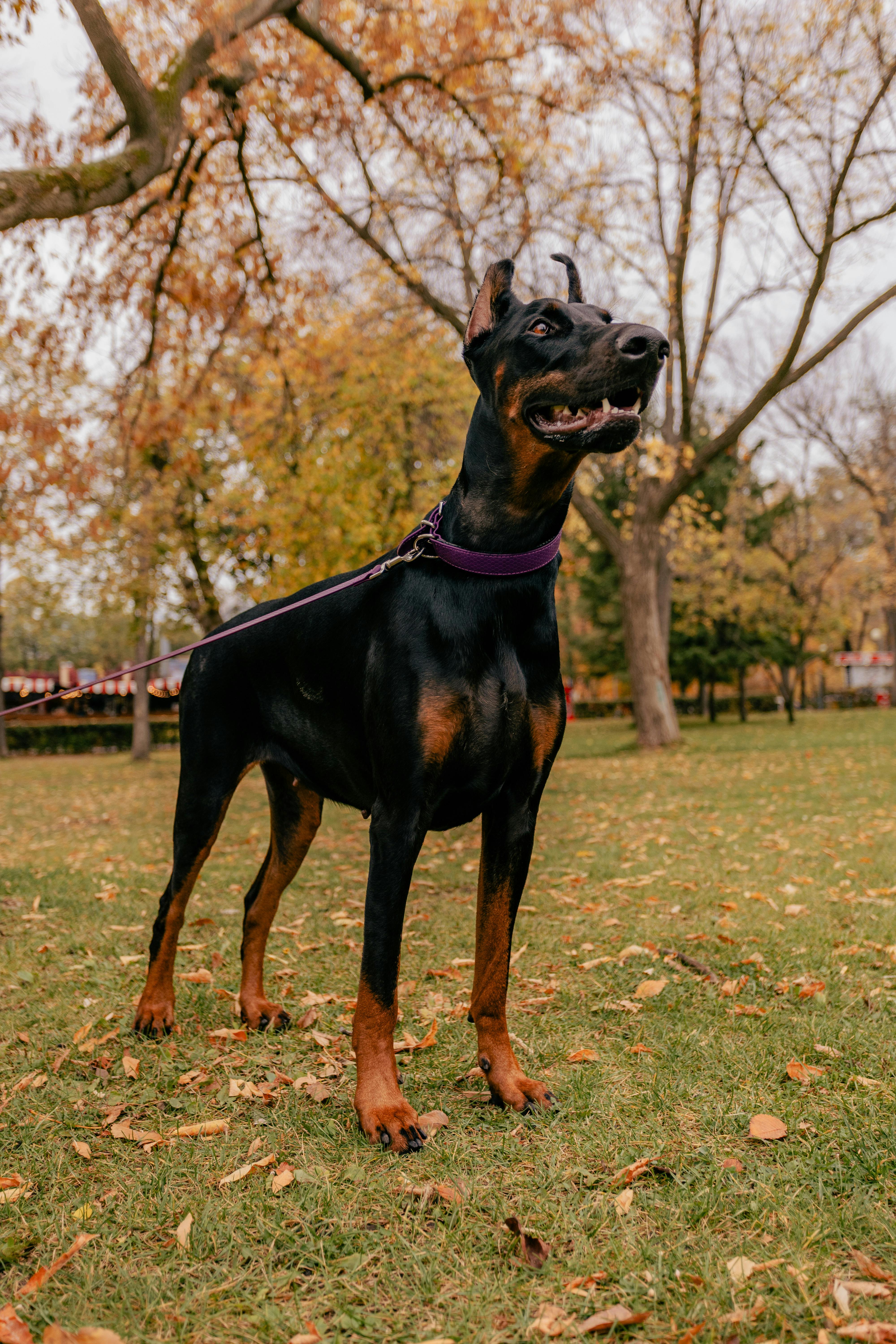 Doberman Pinscher dog breed