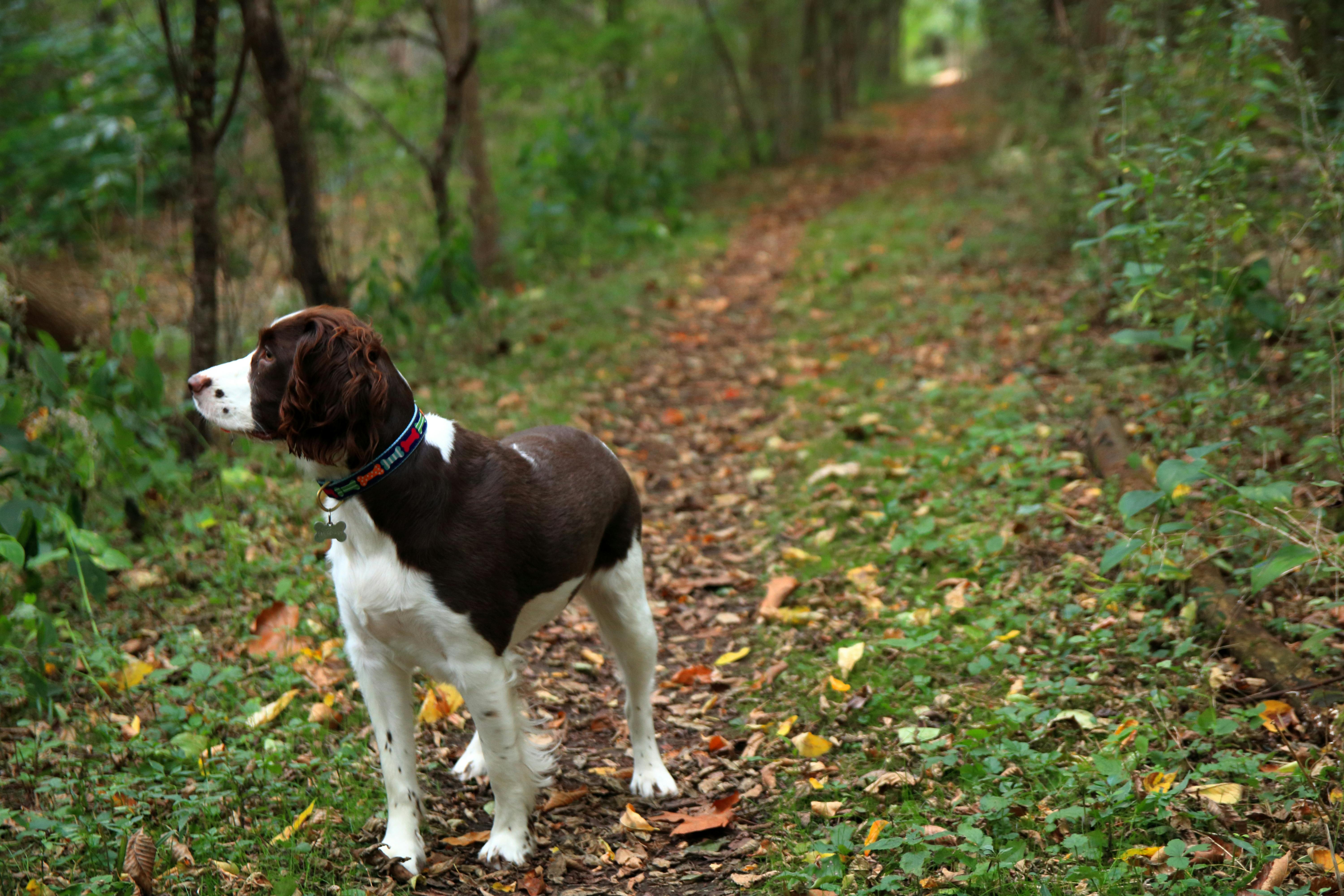 English Springer Spaniel dog breed