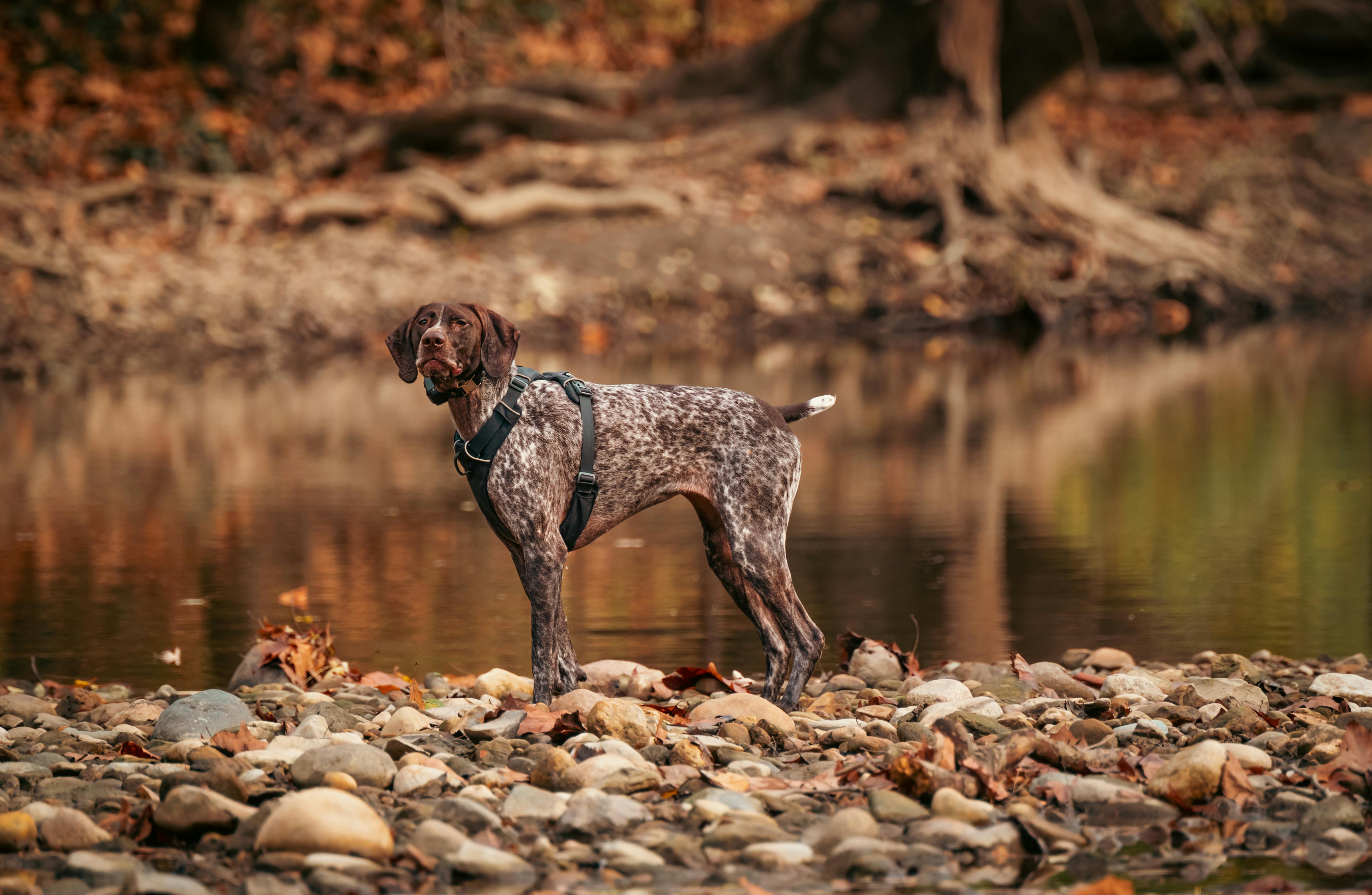 German Shorthaired Pointer dog breed