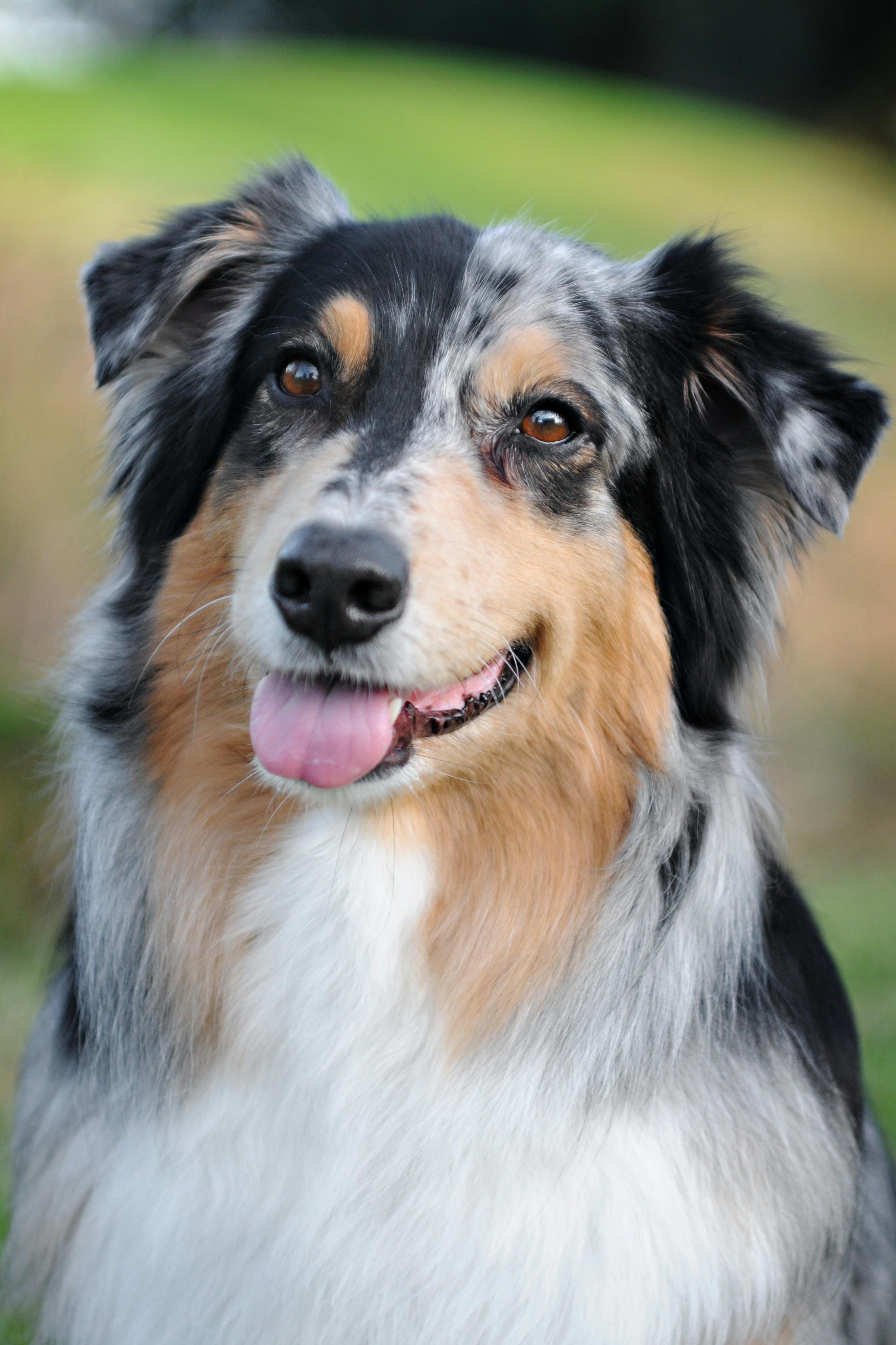Miniature American Shepherd dog breed