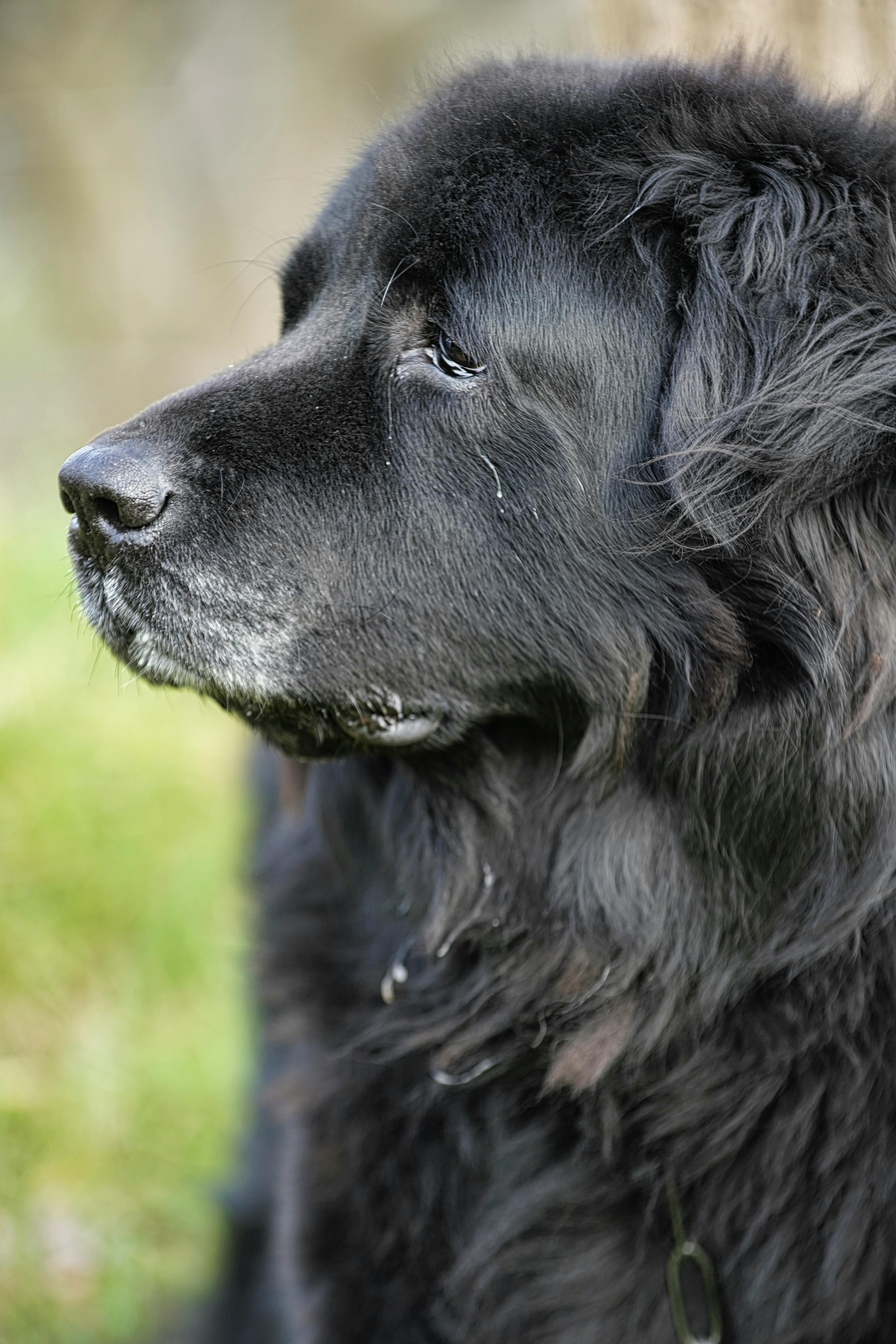 Newfoundland dog breed