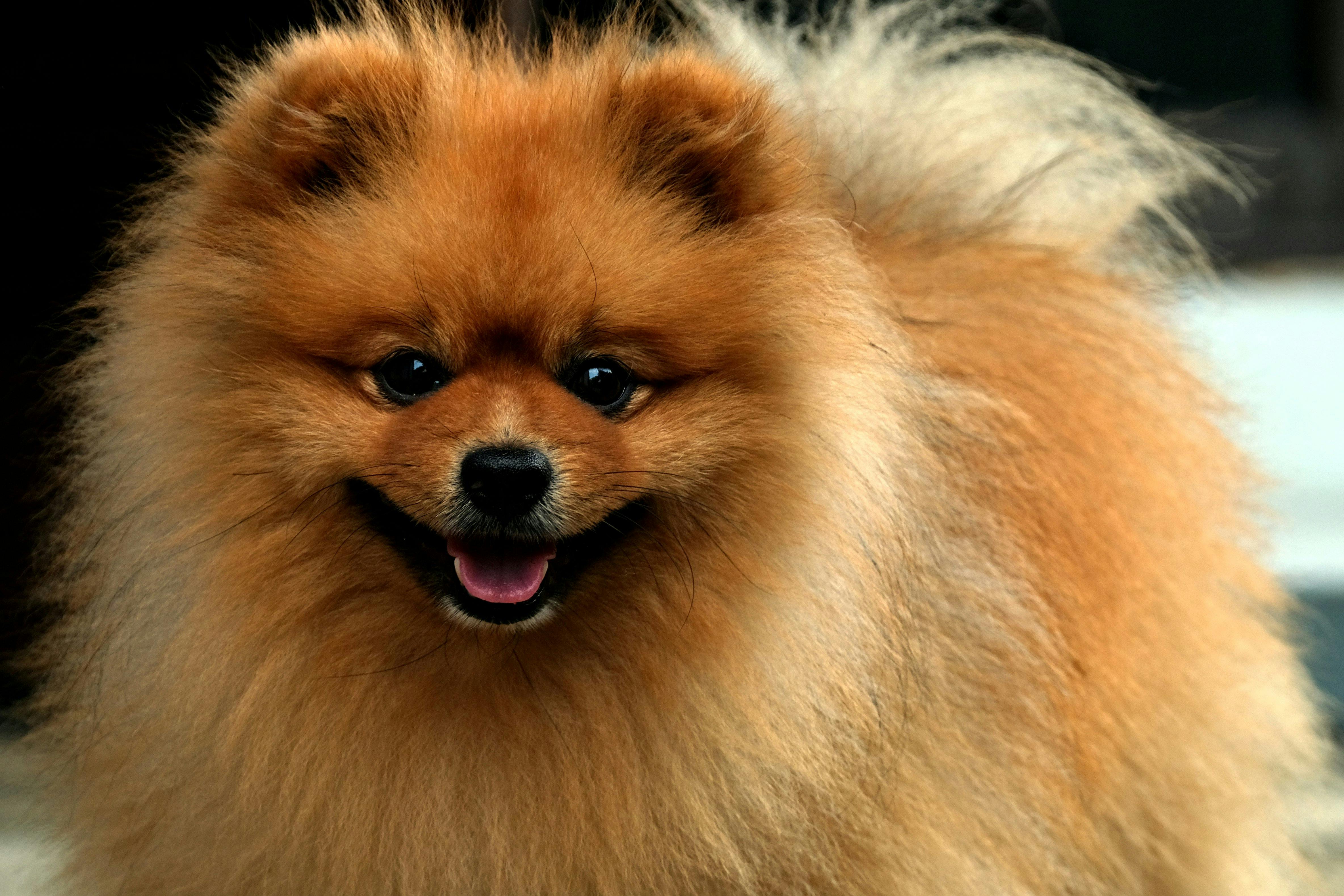 Pomeranian dog breed