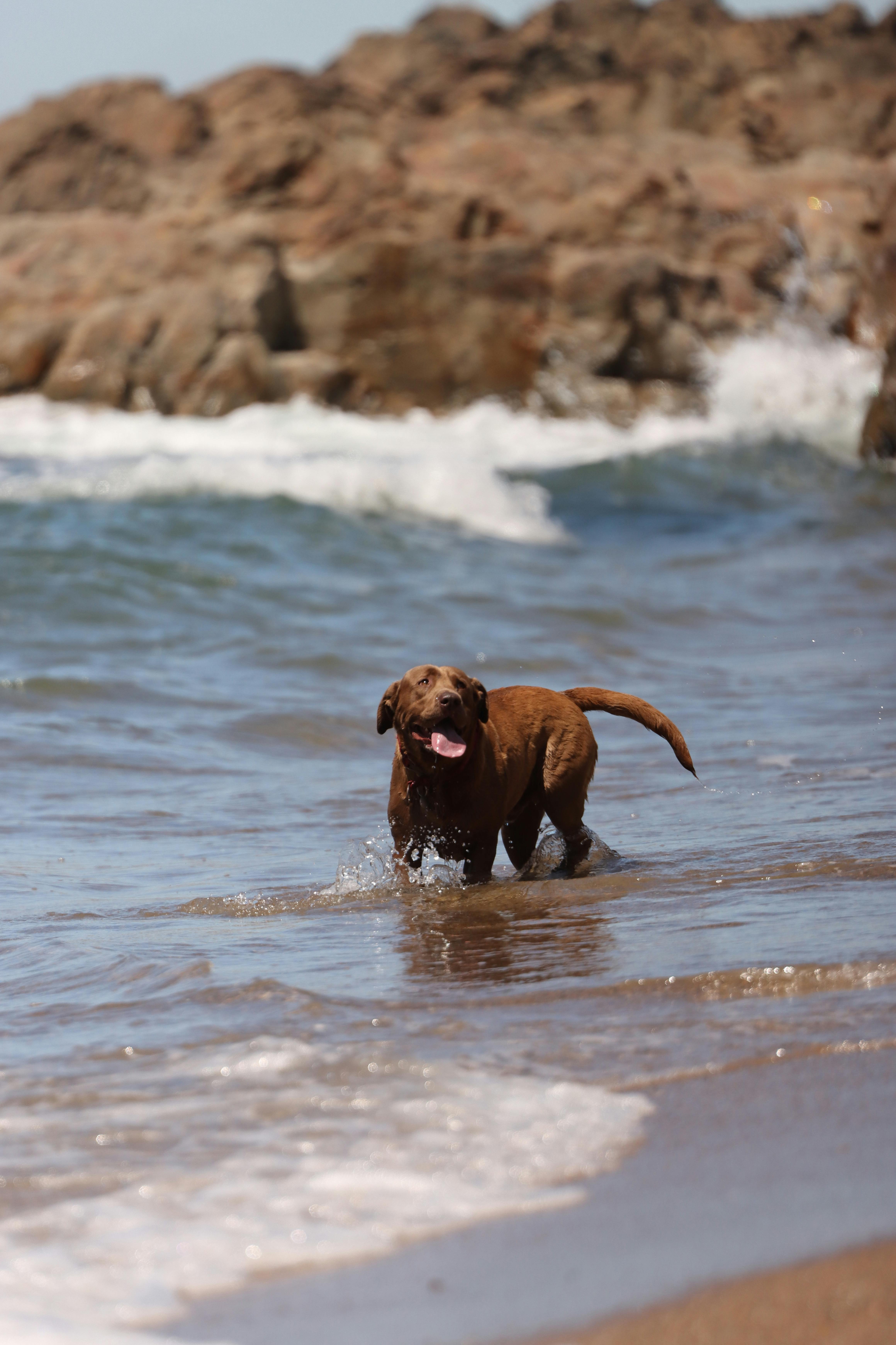 Portuguese Water Dog dog breed