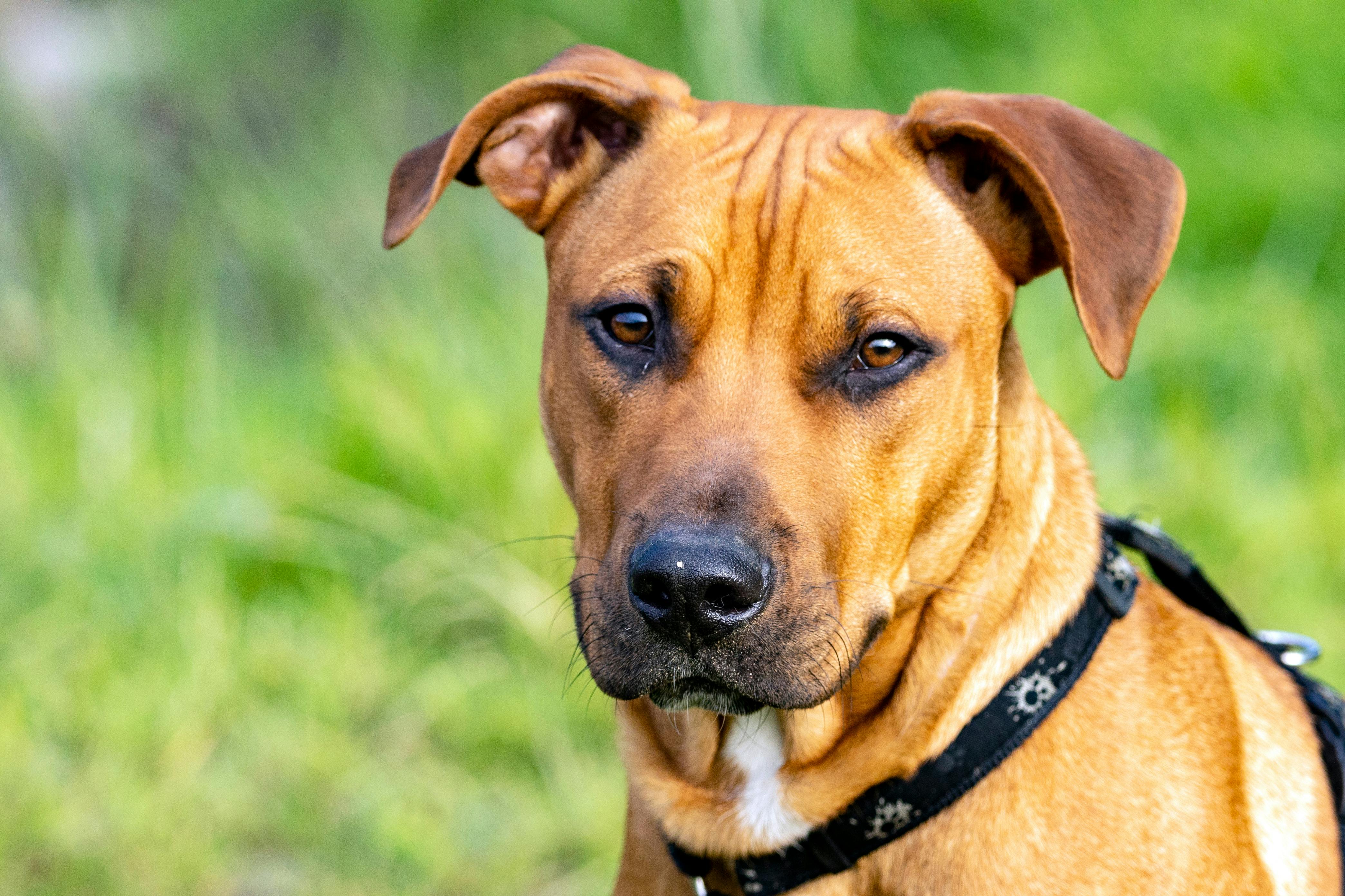 Rhodesian Ridgeback dog breed
