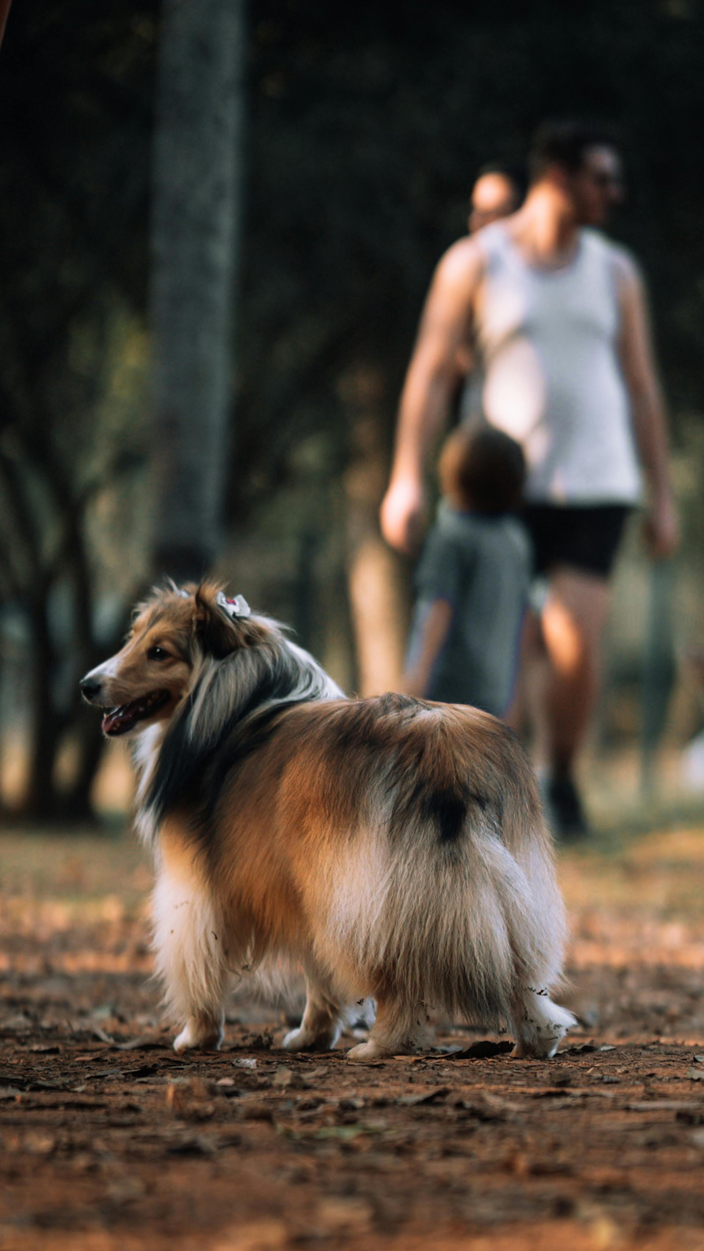Shetland Sheepdog dog breed