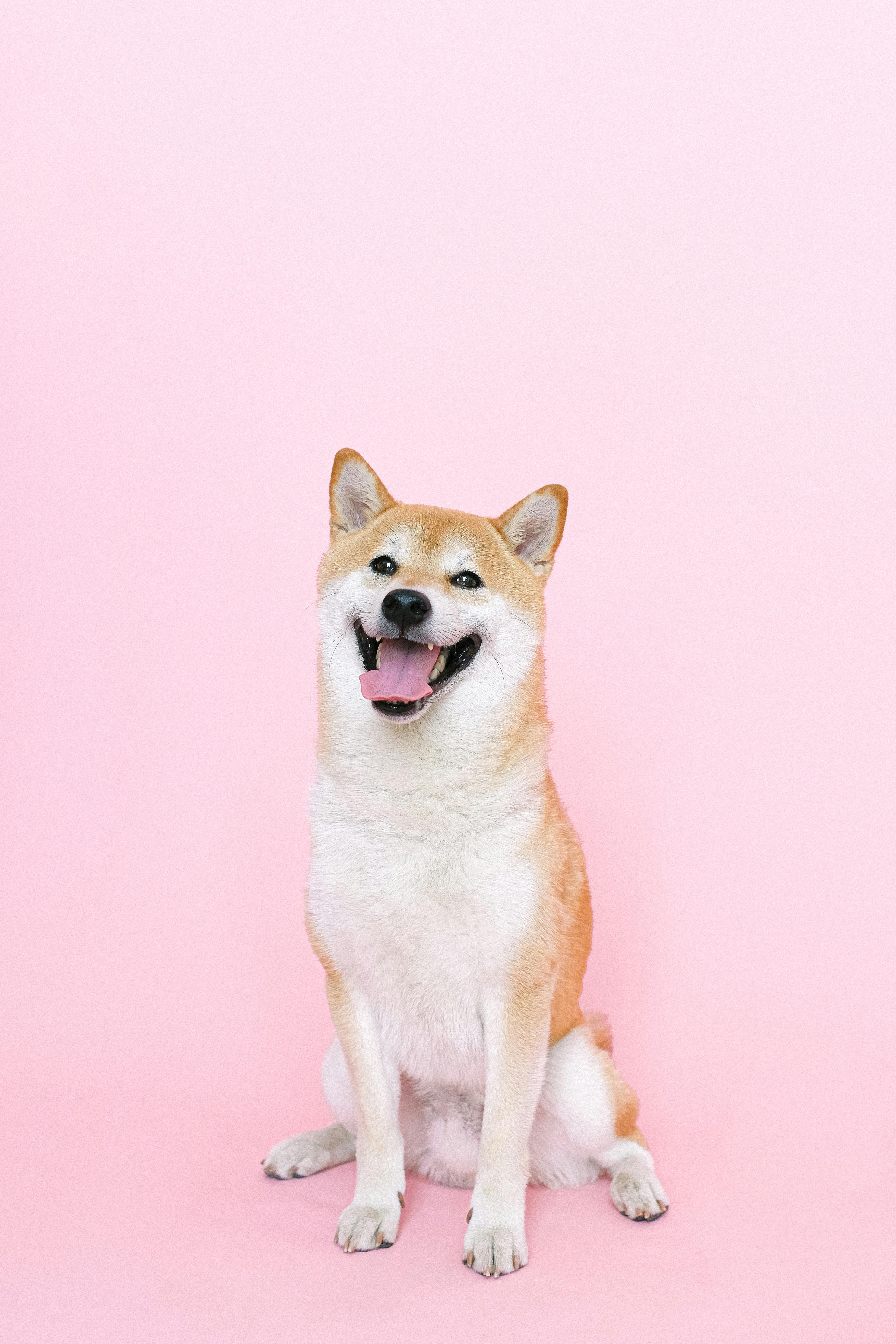 Shiba Inu dog breed