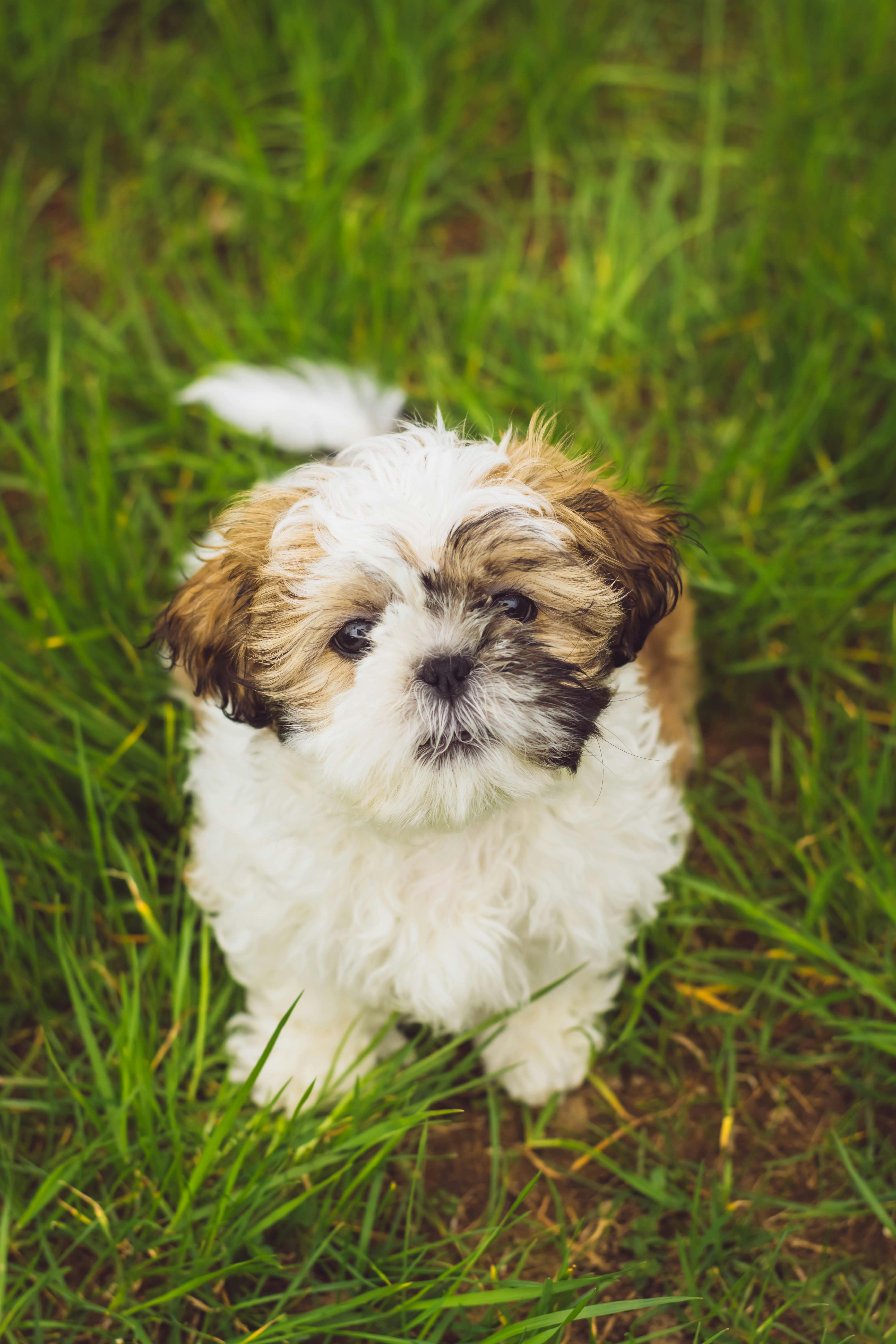 Shih Tzu dog breed