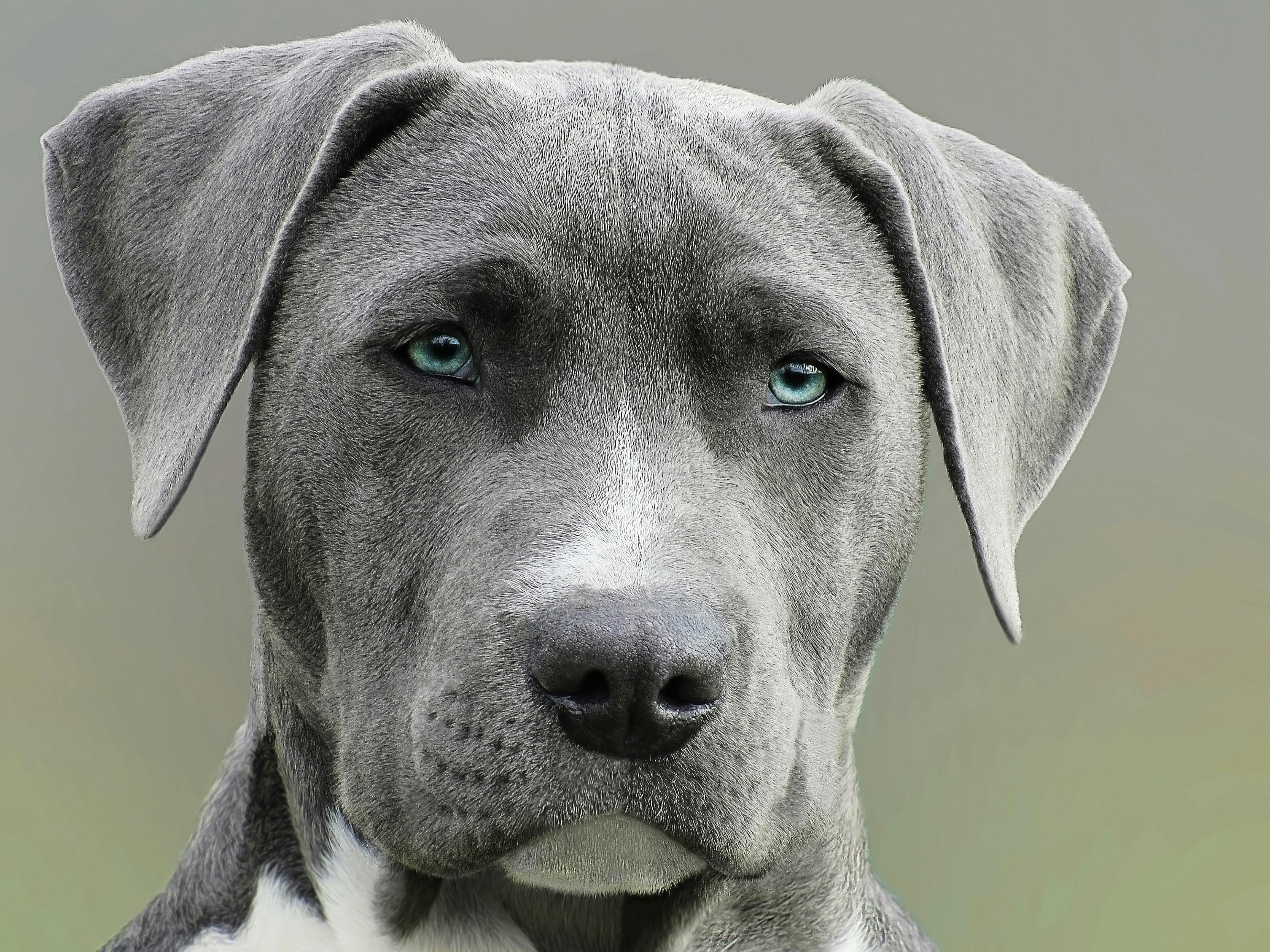 Weimaraner dog breed