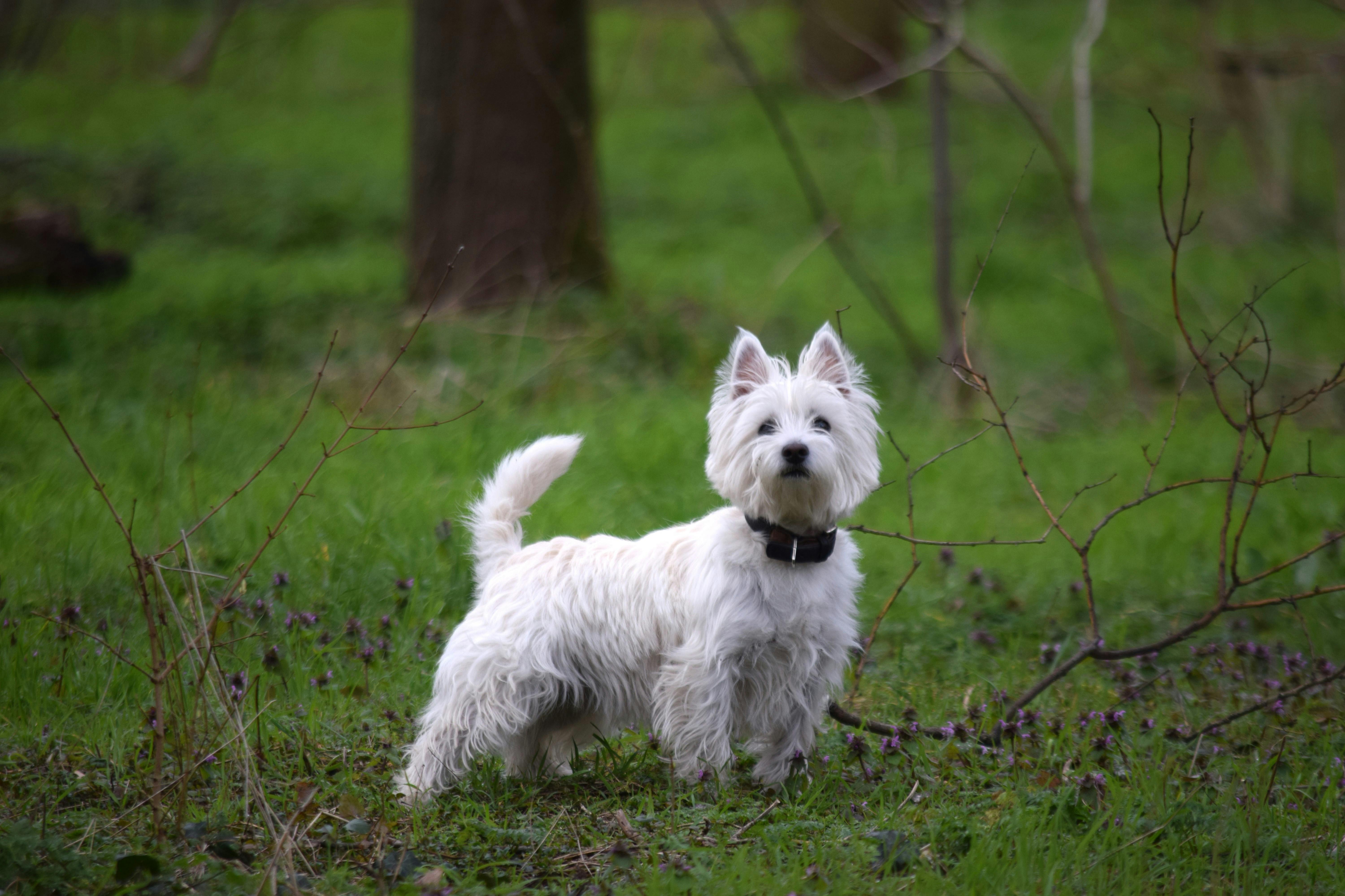 West Highland White Terrier dog breed