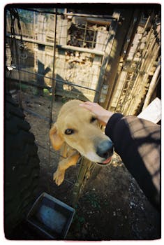 Ear Infections in dogs