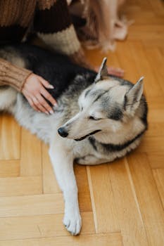 Elbow Dysplasia in dogs